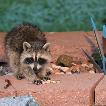 RKR Nuisance Wildlife Control - Cute, yet unwanted visitor in our yard earlier this summer. Jerry was a bunch of help and good to work with. - Wildlife Control Near Me RKR Nuisance Wildlife Control - Cute, yet unwanted visitor in our yard earlier this summer. Jerry was a bunch of help and good to work with. - Wildlife Control Near Me