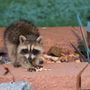 Photo of RKR Nuisance Wildlife Control