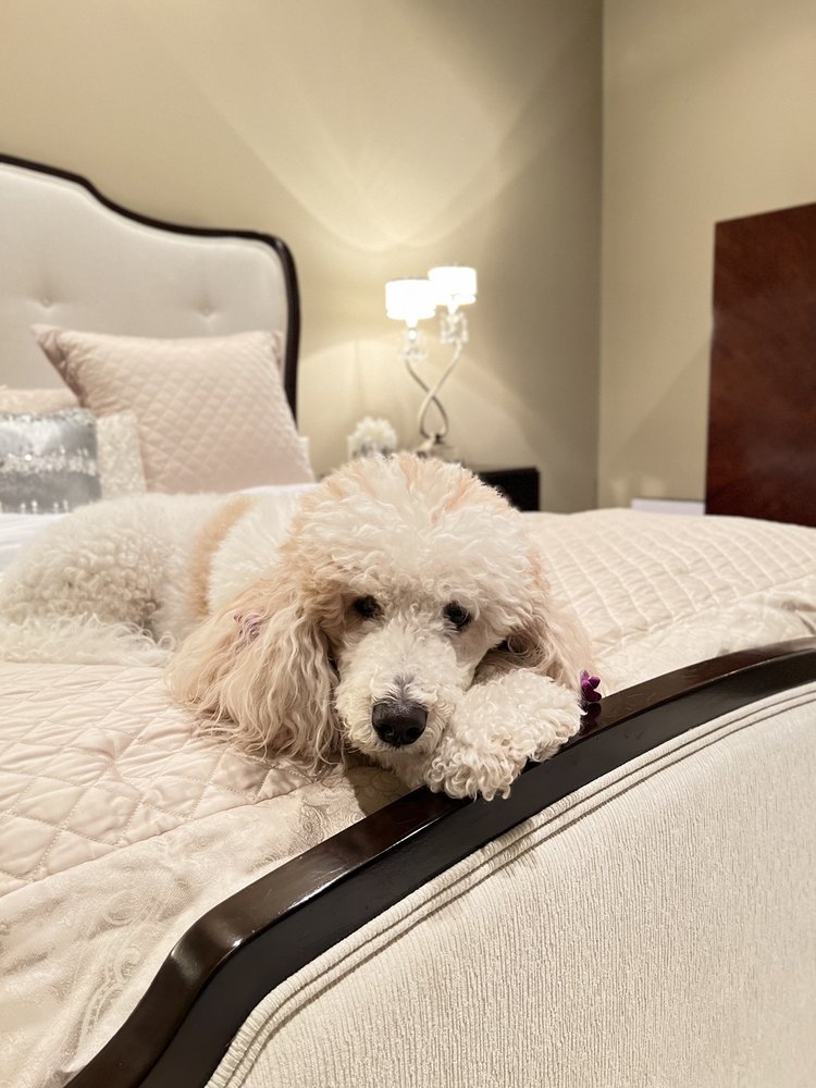 TNT GROOMING Updated October 2024 16 Photos & 23 Reviews 19635