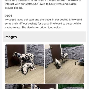 Majesty Pet Hotels - Daily updates of my dogs with lots of photos - Pet Boarding Near Me - Brea, California Majesty Pet Hotels - Daily updates of my dogs with lots of photos - Pet Boarding Near Me - Brea, California