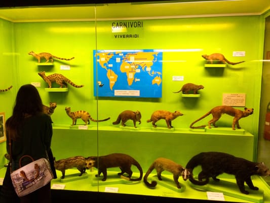 Museum of Natural History “Giacomo Doria” by null