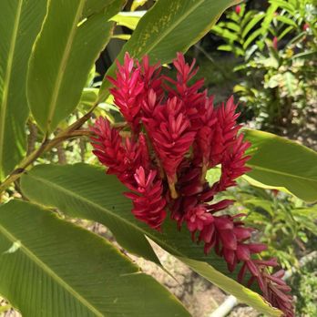Paki Maui Resort - This is some of the flowers near the Koi pond on a little path - Resorts Near Me - Lahaina, Hawaii Paki Maui Resort - This is some of the flowers near the Koi pond on a little path - Resorts Near Me - Lahaina, Hawaii
