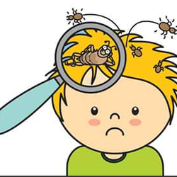 Bergen Lice Removal