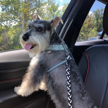 Ohana Wagging Tails - Miniature Schnauzer - Pet Groomers Near Me Ohana Wagging Tails - Miniature Schnauzer - Pet Groomers Near Me