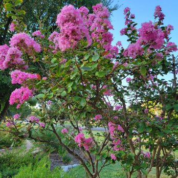 Camelot Park - Crape myrtles bloom in several spots. - Parks Near Me - Bryan, Texas