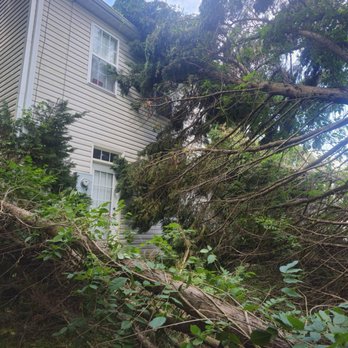 Deep Roots Tree Service - Before removal of three trees on structure - Tree Services Near Me Deep Roots Tree Service - Before removal of three trees on structure - Tree Services Near Me