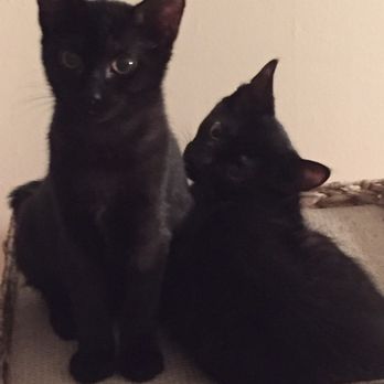 Niantic Animal Hospital - My two babies - Veterinarians Near Me - Niantic, Connecticut Niantic Animal Hospital - My two babies - Veterinarians Near Me - Niantic, Connecticut