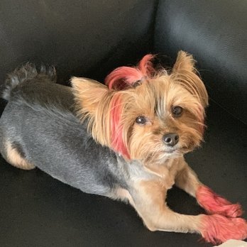 Leo & Sons Carpet Cleaning - This is Hazel. She never uses the carpet to pee. - Carpet Cleaning Near Me - Lemont, Illinois Leo & Sons Carpet Cleaning - This is Hazel. She never uses the carpet to pee. - Carpet Cleaning Near Me - Lemont, Illinois