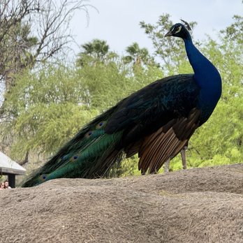 Reid Park Zoo - Zoos Near Me - Tucson, Arizona