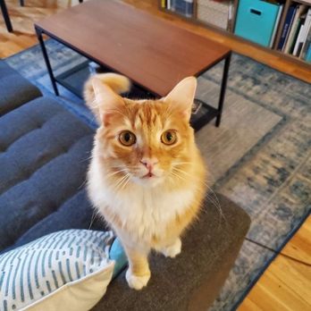 LoveCats Cat Sitting - Pet Sitting Near Me