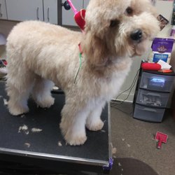 Dog Tails Dog & Cat Grooming