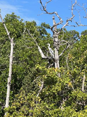 Rising Tide Explorers by null