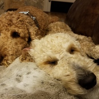Chris Latterner - Lorenzo's Dog Training Team - Cuddle bugs. - Pet Training Near Me Chris Latterner - Lorenzo's Dog Training Team - Cuddle bugs. - Pet Training Near Me