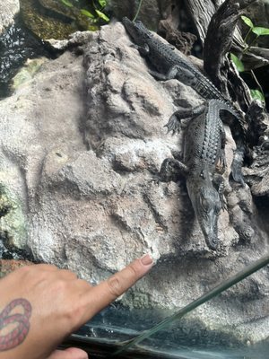 AQWA The Aquarium Of Western Australia by null