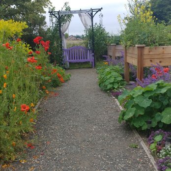 Purple Haze Lavender Farm - Flowers & Gifts Near Me - Sequim, Washington Purple Haze Lavender Farm - Flowers & Gifts Near Me - Sequim, Washington