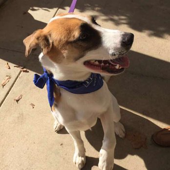 Petconnect Rescue - Animal Shelters Near Me Petconnect Rescue - Animal Shelters Near Me
