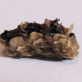 Puerto Vallarta - Unidentified object, possibly jaw/bone of a small animal or rodent in Puerto Vallarta's Macho Burrito - Mexican Near Me - Orange, Connecticut Puerto Vallarta - Unidentified object, possibly jaw/bone of a small animal or rodent in Puerto Vallarta's Macho Burrito - Mexican Near Me - Orange, Connecticut