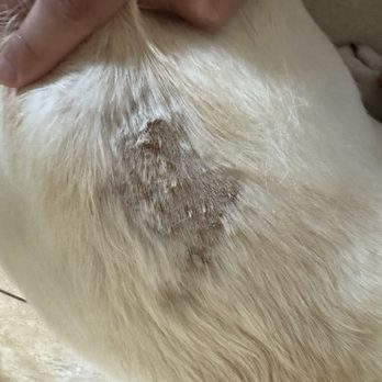 Primo Dog - Dog with bad allergies - Pet Boarding Near Me - Niceville, Florida