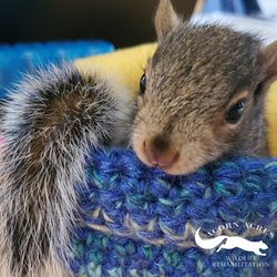 Acorn Acres Wildlife Rehabilitation