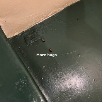 10401 Wilshire Building - More bugs on staircase - Apartments Near Me - Los Angeles, California 10401 Wilshire Building - More bugs on staircase - Apartments Near Me - Los Angeles, California