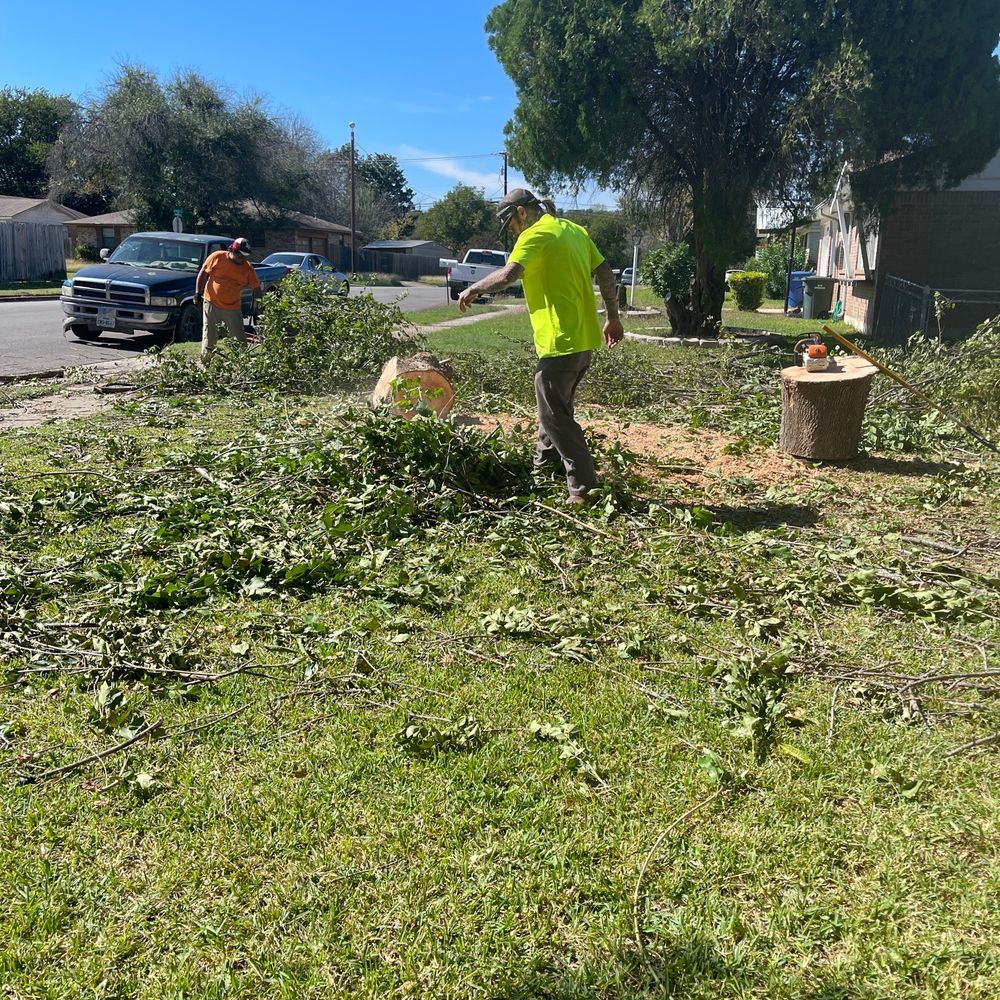 Good Seed Lawn & Trees - Tree removal - Tree Services Near Me Good Seed Lawn & Trees - Tree removal - Tree Services Near Me