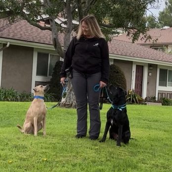Canine Hiking and Training Adventures - Dog Walkers Near Me Canine Hiking and Training Adventures - Dog Walkers Near Me