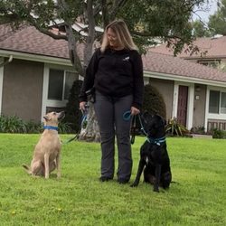 Canine Hiking and Training Adventures
