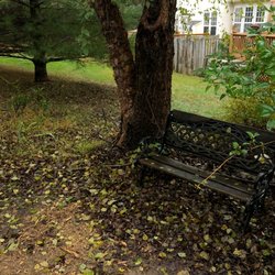 W S Services Unlimited - Picture of my backyard before the cleanup.