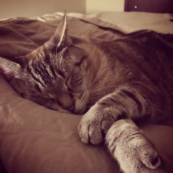 As You Wish Pet Sitting - Pet Sitting Near Me