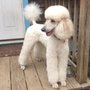 Photo of Poodles and Friends