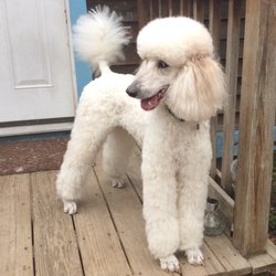 Poodles and Friends