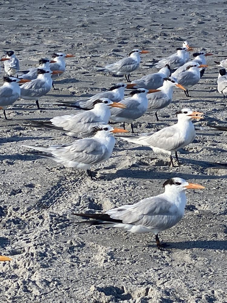 Indialantic Boardwalk and Seashore Image