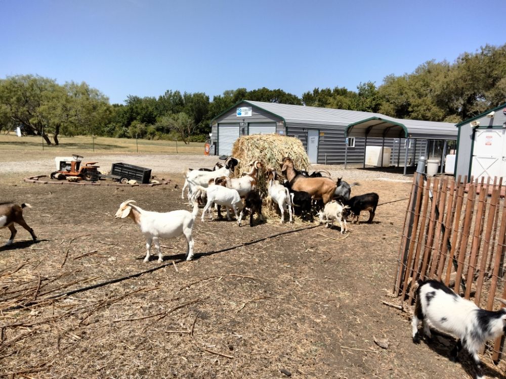 MEAT GOATS IN DFW Updated May 2024 Yelp