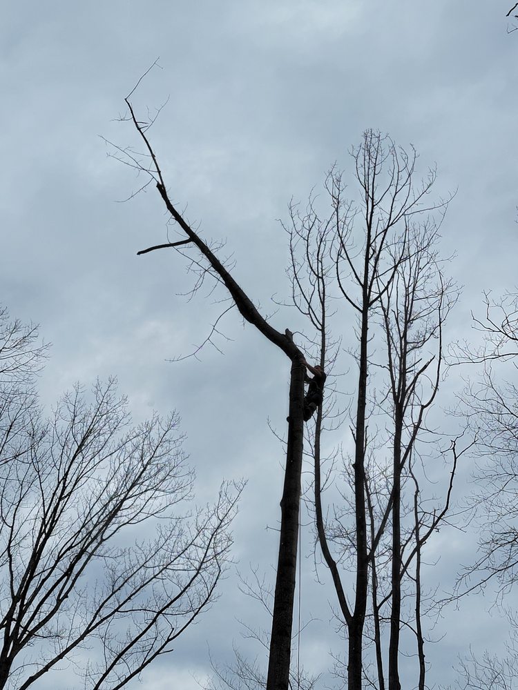 Borris Tree - tree service in Wickliffe, OH