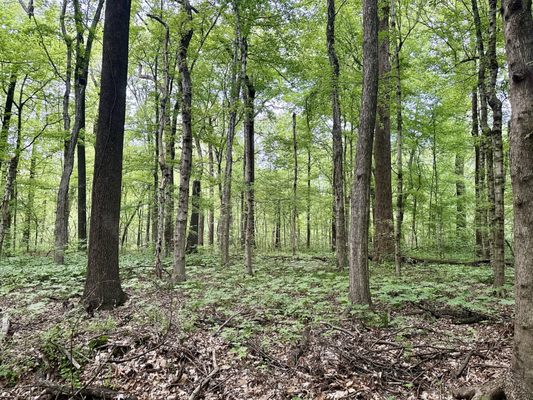 Overton Park by null