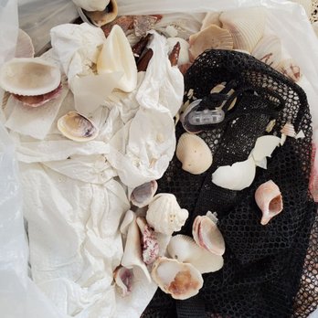 SanCap Pak-n-Ship - Broken, smashed and cracked shells - Notaries Near Me - Sanibel, Florida