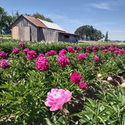 Adelman Peony Garden Adelman Peony Garden