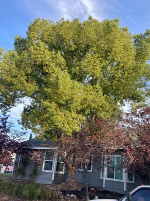 Rooty Camphor - This trees’ roots were causing major damages to the house costing the homeowners thousands of dollars so the best option was to get it removed. Rooty Camphor - This trees’ roots were causing major damages to the house costing the homeowners thousands of dollars so the best option was to get it removed.