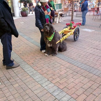 Redmond Town Center - Winter 2015 Big dogs take over! - Shopping Centers Near Me - Redmond, Washington Redmond Town Center - Winter 2015 Big dogs take over! - Shopping Centers Near Me - Redmond, Washington