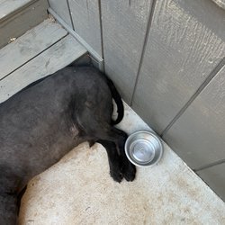 Paw Spa - Retriever mix shaved recklessly to skin. Tail too by Darrah