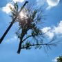 Photo of Pioneer Tree Service