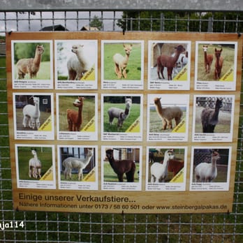 Sam Service. - SAM SERVICE LTD., Alpakas Thalheim - Erzgebirge - - Pet Adoption Near Me - Thalheim, SN