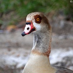 City Of Miami Springs - I had no idea I could find such a rare goose as an Egyptian Goose, in Miami Springs!