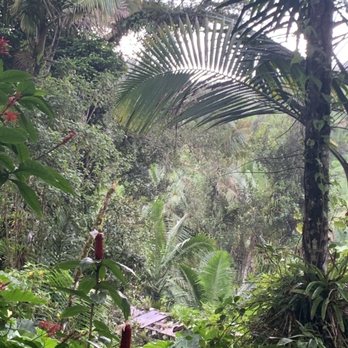 Baño Grande - Tropical Rainforest - Parks Near Me - Río Grande, Puerto Rico