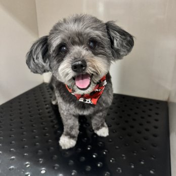 Bonnie's Pampered Pets - Pet Groomers Near Me - Corona, California Bonnie's Pampered Pets - Pet Groomers Near Me - Corona, California