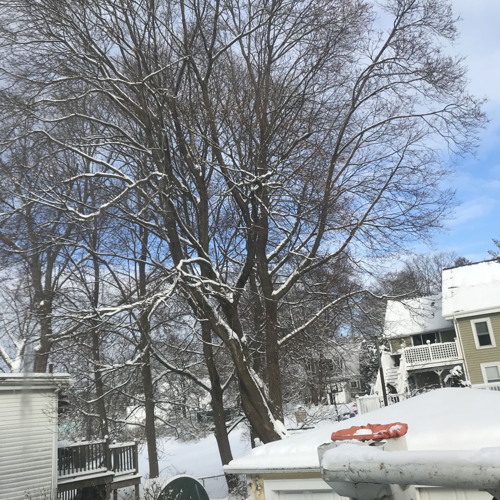 All Pro Tree Service - It's hard to say goodbye to a tree but we had to do it. - Tree Services Near Me - Marlborough, Massachusetts All Pro Tree Service - It's hard to say goodbye to a tree but we had to do it. - Tree Services Near Me - Marlborough, Massachusetts