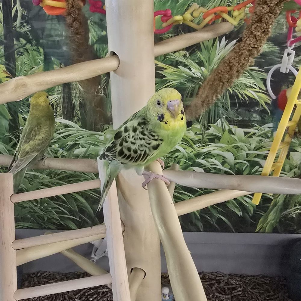 Petco - The Birds. - Pet Stores Near Me - Redlands, California