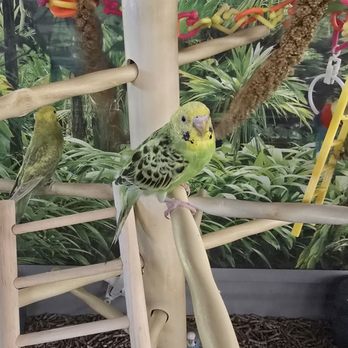 Petco - The Birds. - Pet Stores Near Me - Redlands, California
