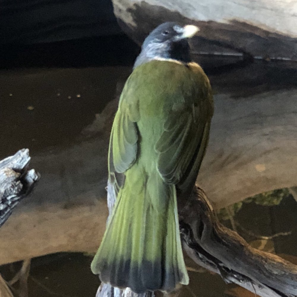 Bird Kingdom - Zoos Near Me - Niagara Falls, Ontario