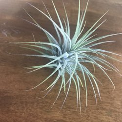 Heim - Air plant
